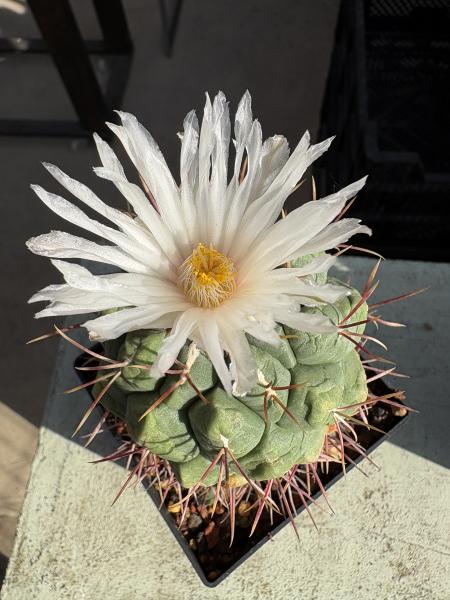 Thelocactus hexaedrophorus